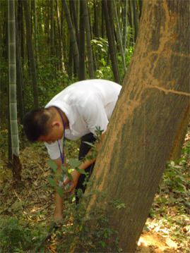 南京灭鼠香樟树白蚁勘测灭鼠