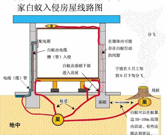 防治白蚁