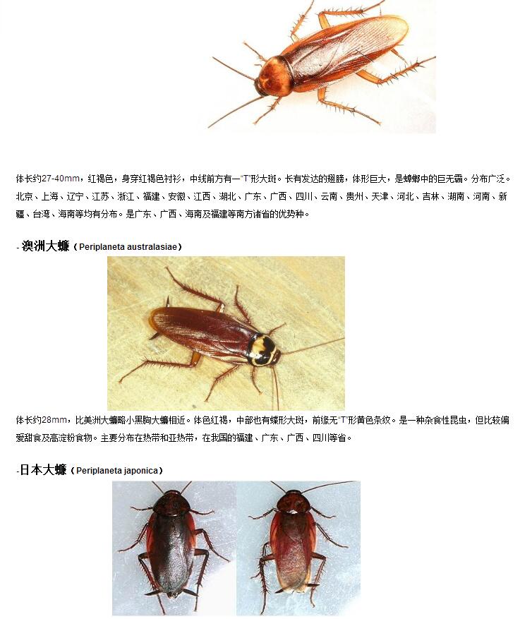 灭鼠,南京灭鼠,南京灭蟑螂