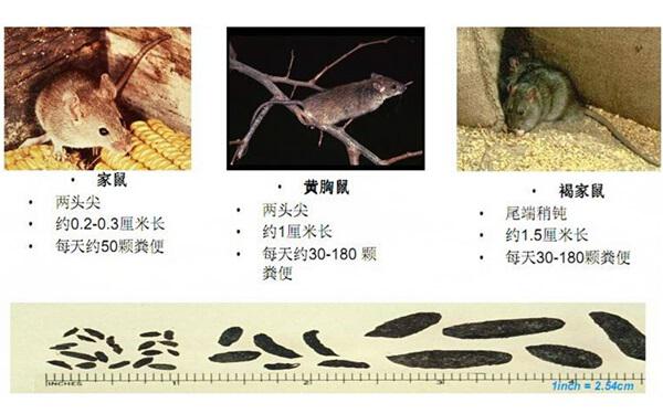 家庭灭鼠方法,看完就可以“灭鼠大战”了 南京灭鼠,南京灭蟑螂,灭鼠