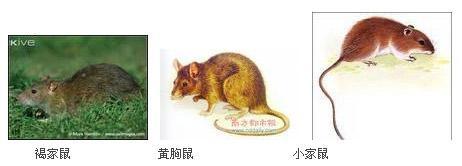 上海专业灭鼠